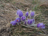 /album/fotogalerie-nabidka/17-pulsatilla-grandis-jpg/